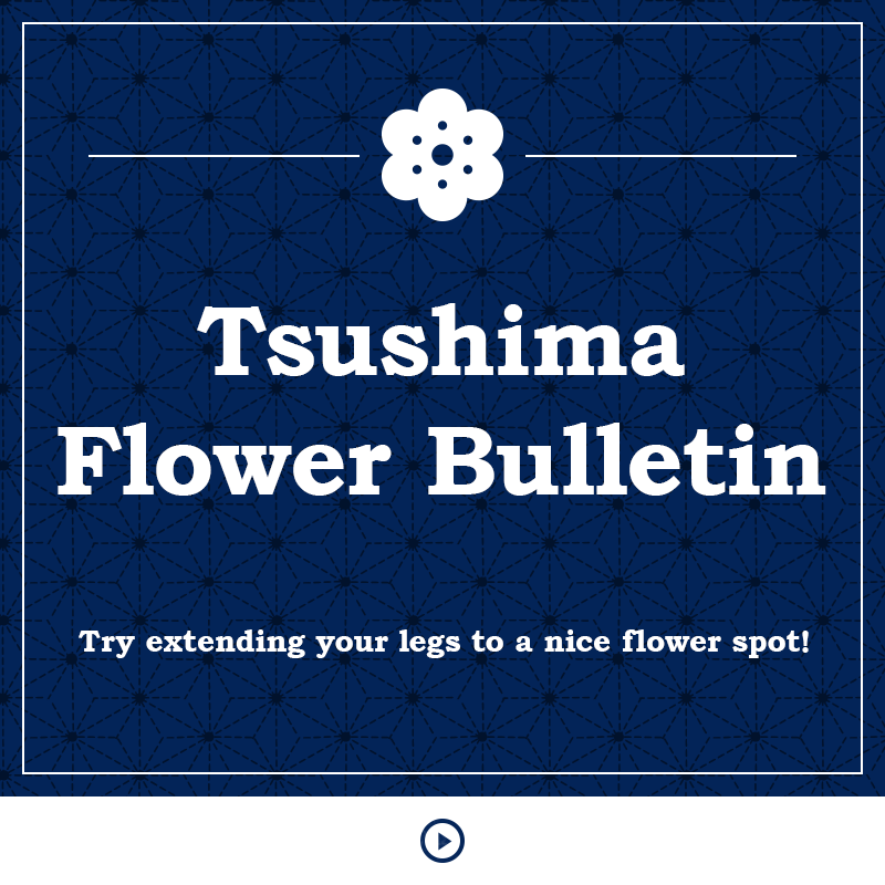 Tsushima Flower Bulletin Try extending your legs to a nice flower spot!